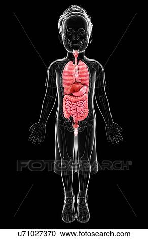Clipart - Human anatomy, artwork. Fotosearch