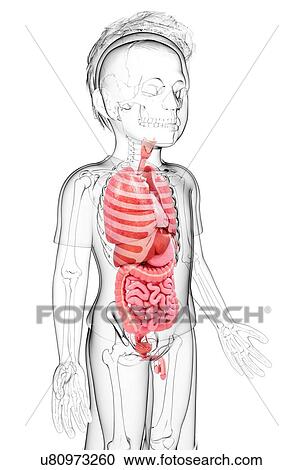 Human anatomy, artwork View Large Illustration Clipart - Human anatomy, artwork. Fotosearch