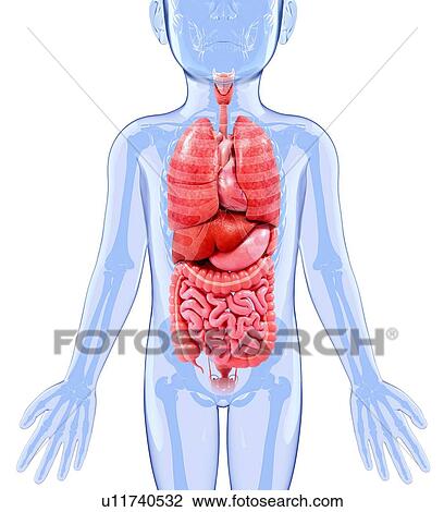 Drawing - Human anatomy, artwork. Fotosearch