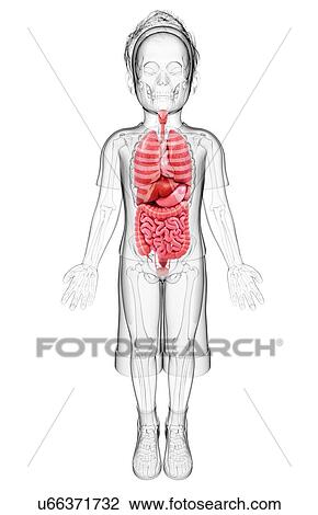 Human anatomy, artwork View Large Illustration Drawing - Human anatomy, artwork. Fotosearch