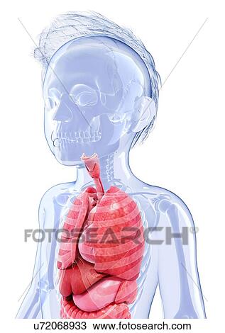 Human anatomy, artwork View Large Illustration Drawing - Human anatomy, artwork. Fotosearch