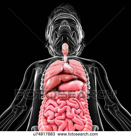Drawing - Human anatomy, artwork. Fotosearch