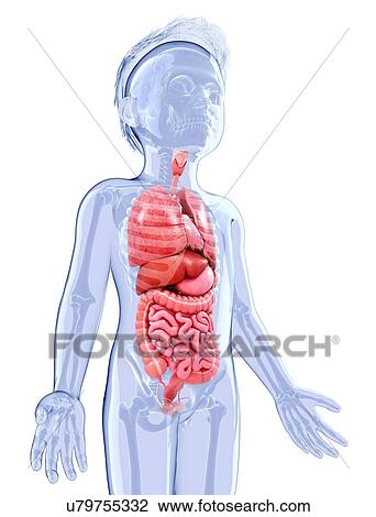 Human anatomy, artwork View Large Illustration Drawing - Human anatomy, artwork. Fotosearch