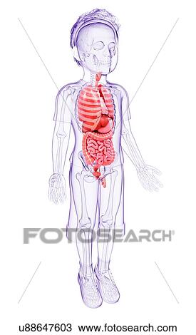 Human anatomy, artwork View Large Illustration Drawing - Human anatomy, artwork. Fotosearch