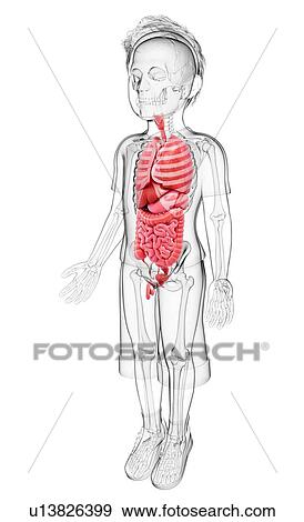Stock Illustration - Human anatomy, artwork. Fotosearch