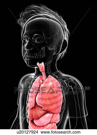 Stock Illustration - Human anatomy, artwork. Fotosearch