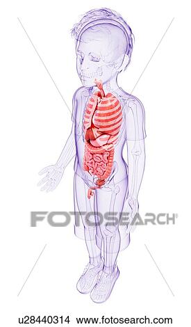 Human anatomy, artwork View Large Illustration Stock Illustration - Human anatomy, artwork. Fotosearch