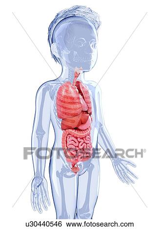 Stock Illustration - Human anatomy, artwork. Fotosearch