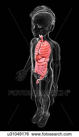 Human anatomy, artwork View Large Illustration Stock Illustration - Human anatomy, artwork. Fotosearch