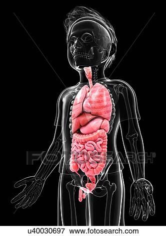 Stock Illustration - Human anatomy, artwork. Fotosearch