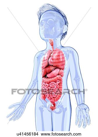 Stock Illustration - Human anatomy, artwork. Fotosearch