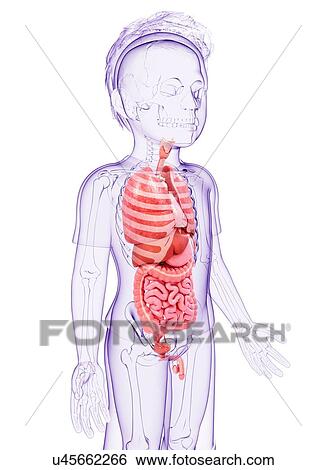 Stock Illustration - Human anatomy, artwork. Fotosearch
