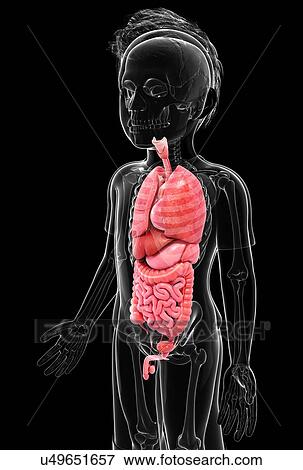 Stock Illustration - Human anatomy, artwork. Fotosearch