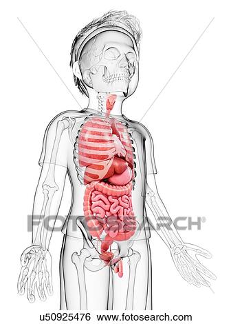 Stock Illustration - Human anatomy, artwork. Fotosearch