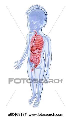 Stock Illustration - Human anatomy, artwork. Fotosearch