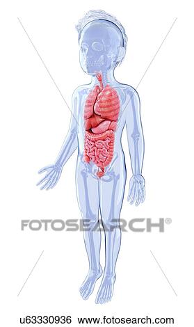 Stock Illustration - Human anatomy, artwork. Fotosearch