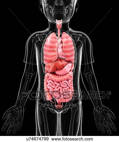 Stock Illustration - Human anatomy, artwork. Fotosearch