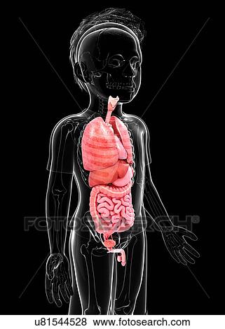 Human anatomy, artwork View Large Illustration Stock Illustration - Human anatomy, artwork. Fotosearch
