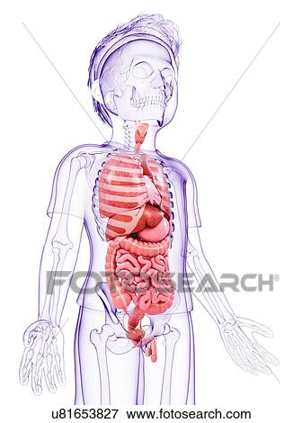 Stock Illustration - Human anatomy, artwork. Fotosearch