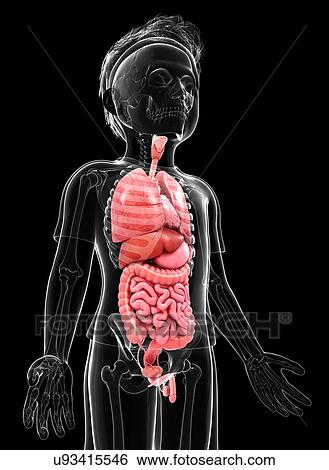 Human anatomy, artwork View Large Illustration Stock Illustration - Human anatomy, artwork. Fotosearch