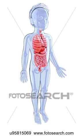 Human anatomy, artwork View Large Illustration Stock Illustration - Human anatomy, artwork. Fotosearch