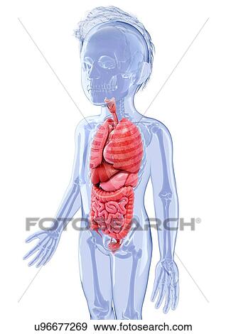 Stock Illustration - Human anatomy, artwork. Fotosearch