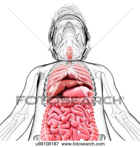 Human anatomy, artwork View Large Illustration Stock Illustration - Human anatomy, artwork. Fotosearch