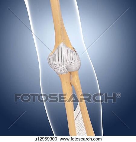 Human arm bones, artwork View Large Illustration Clipart - Human arm bones, artwork. Fotosearch