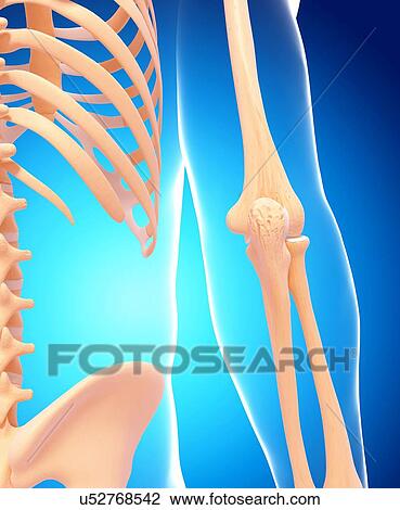 Human arm bones, artwork View Large Illustration Drawing - Human arm bones, artwork. Fotosearch