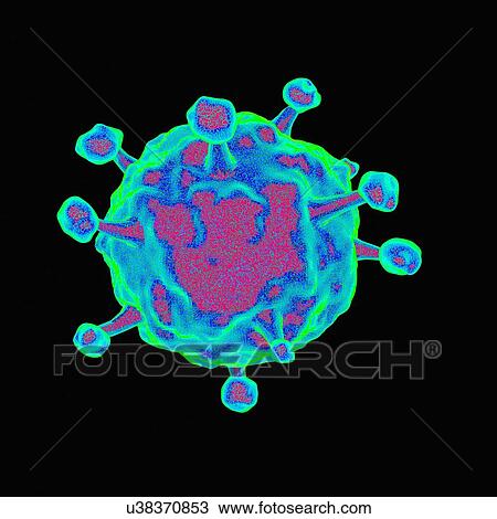 Human b-lymphotropic virus, artwork View Large Illustration Drawing - Human b-lymphotropic virus, artwork. Fotosearch