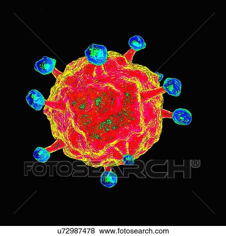 Stock Illustration - Human b-lymphotropic virus, artwork. Fotosearch