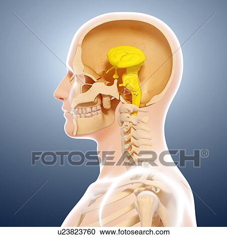 Human brain anatomy, artwork View Large Illustration Clipart - Human brain anatomy, artwork. Fotosearch