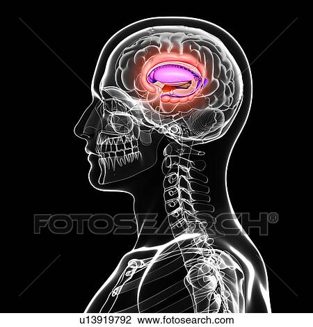 Human brain anatomy, artwork View Large Illustration Drawing - Human brain anatomy, artwork. Fotosearch