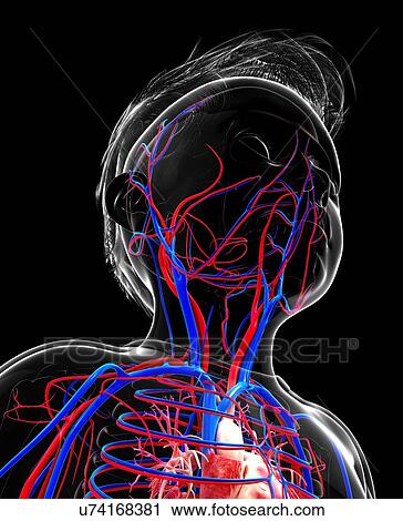 Clip Art - Human cardiovascular system, artwork. Fotosearch