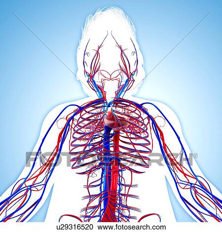 Human cardiovascular system, artwork View Large Illustration Clipart - Human cardiovascular system, artwork. Fotosearch