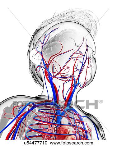 Human cardiovascular system, artwork View Large Illustration Clipart - Human cardiovascular system, artwork. Fotosearch