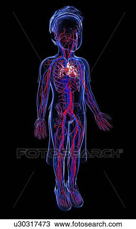 Drawing - Human cardiovascular system, artwork. Fotosearch