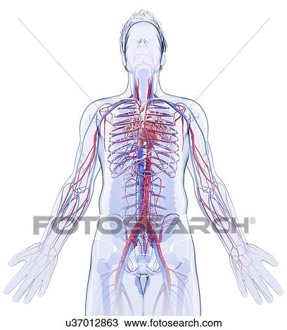 Drawing - Human cardiovascular system, artwork. Fotosearch