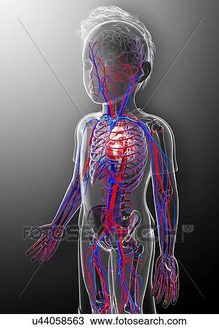 Human cardiovascular system, artwork View Large Illustration Drawing - Human cardiovascular system, artwork. Fotosearch