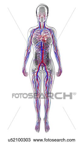 Human cardiovascular system, artwork View Large Illustration Drawing - Human cardiovascular system, artwork. Fotosearch