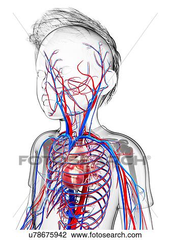 Drawing - Human cardiovascular system, artwork. Fotosearch
