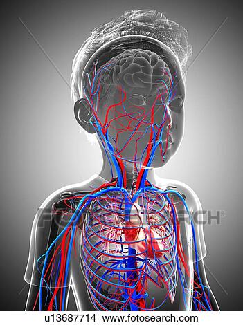 Stock Illustration - Human cardiovascular system, artwork. Fotosearch