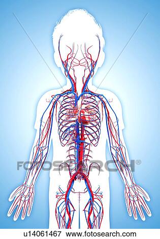 Stock Illustration - Human cardiovascular system, artwork. Fotosearch