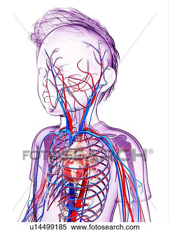 Stock Illustration - Human cardiovascular system, artwork. Fotosearch