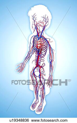 Stock Illustration - Human cardiovascular system, artwork. Fotosearch