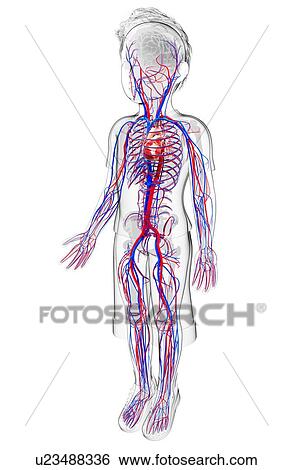 Stock Illustration - Human cardiovascular system, artwork. Fotosearch