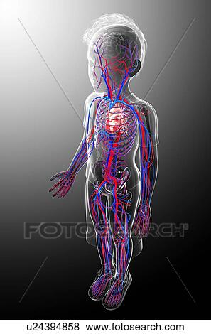 Stock Illustration - Human cardiovascular system, artwork. Fotosearch
