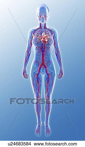 Human cardiovascular system, artwork View Large Illustration Stock Illustration - Human cardiovascular system, artwork. Fotosearch