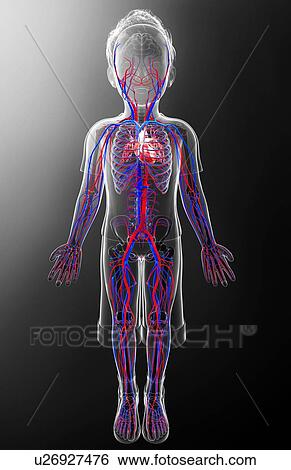 Human cardiovascular system, artwork View Large Illustration Stock Illustration - Human cardiovascular system, artwork. Fotosearch