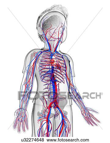 Stock Illustration - Human cardiovascular system, artwork. Fotosearch